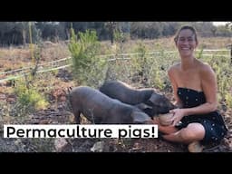 #41 why pigs are the perfect animal for our permaculture farm