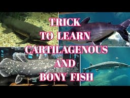 Trick to learn cartilagenous and bony fish