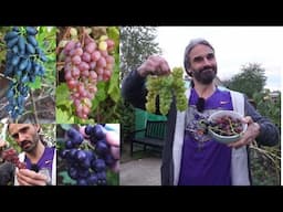 How to grow grapes in the UK and similar climates.