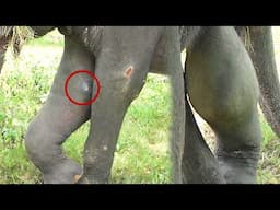 Heartwarming! Gunshot injured elephant suffering from a leg abscess, gently treated by kind officers