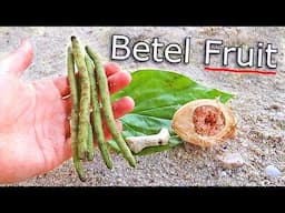 Betel FRUIT - The Interesting Way Betel Nut is Consumed in Papua