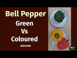 Bell Pepper | Green Vs Coloured | Capsicum | शिमला मिर्च |Shimla Mirch | Everyday Life # 356