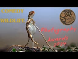 Comedy Wildlife Photography Award 2024 Winners | Funny Animals Awards | Nature Connection