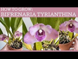 How to grow: Bifrenaria tyrianthina