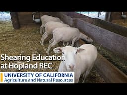 Shearing Education at Hopland REC