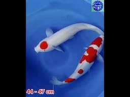 KOHAKU STRONGGGGGG,,,!!!! #koi #udanmaskoifarmblitar #kolamikan #ikankoi #koiblitar #koiblitarmurah