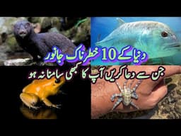 10 most dangerous animals in the world that you should pray you never encounter