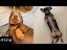 Dachshund Compilation - Funny And Cute Videos