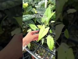 POV a glimpse inside our private Aroid Greenhouses