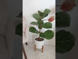 Paper fiddle leaf fig tree plant crafts #paperart #papercraft #paperflower