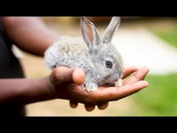 RABBIT FARMING FOR CASH PURPOSES