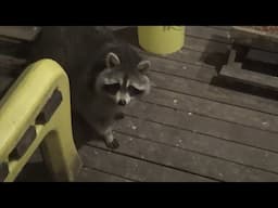 Three Raccoons on Friday the 20th