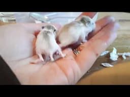 Ethical Hamster Breeders and Hand Raising the Runt of the Litter