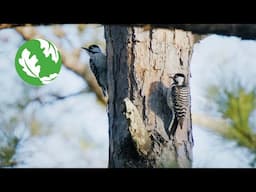 Restoring Shortleaf Pines in the Ouachita National Forest