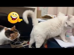 Funniest Animals 2024 😂 Best Funny Cats 😻🐶 Cute Baby Cats | Part 2