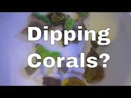 Do You Really Need To Dip Corals? - Day 17