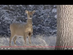 Filming White-tailed Deer in Winter Storm Blair