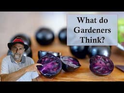 What do Gardeners Think about the New "Purple" GMO Tomato?