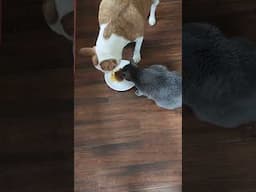 Cat saves dog #cats #dog #catdog #doglover #catlover #cat