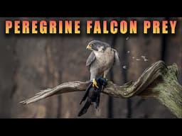 Peregrine Falcon with Prey