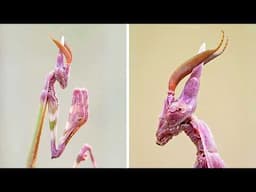 Conehead Mantis 👽 The Alien-Like Mantis!