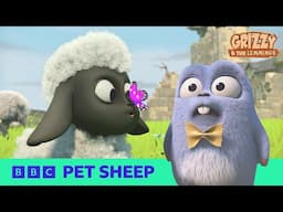 Grizzy and The PET SHEEP?! | Grizzy and The Lemmings | BBC Cartoons