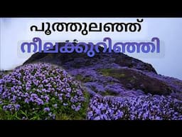 നീലക്കുറിഞ്ഞി പൂത്തുനിൽക്കുന്ന കല്യാണത്തണ്ട് | Neelakurinji bloom | kalyanathandu | IDUKKI