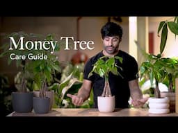 Money Tree Care Guide - Picking, Placing, and Parenting Your Plant