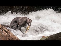 Camping with Grizzly Bears - WILDLIFE PHOTOGRAPHY VLOG