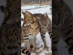 Bruno and Lloyd are BEST Friends! 🤞🐾 || The Wildcat Sanctuary