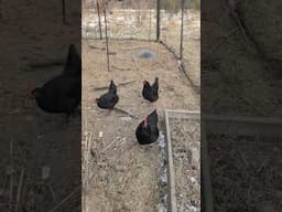 Chickens Trying out New Food Scraps