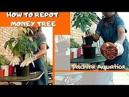 How To Repot Money Tree (Pachira Aquatica)| Rebranding Me