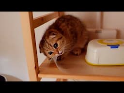 A kitten who misbehaves every night gets excited when scolded!