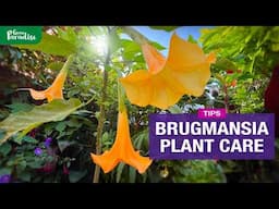 Brugmansia plant care | How to grow from Seed & Cuttings + Feed & Winter protection