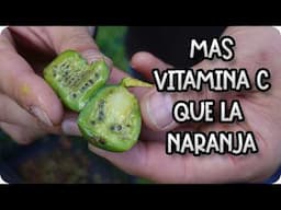 Mini Kiwi: La Súper Fruta con 8 Veces Más Vitamina C que la Naranja 🥝 || La Huertina De Toni