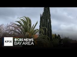 East Bay trees mostly holding up so far amid series of storms, expert says