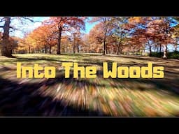 Into the woods | Diatone Roma F5