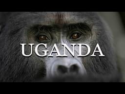 GORILLA and CHIMPANZEE trekking in UGANDA!