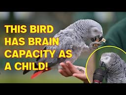 World’s Most Intelligent Bird Has Same Brain Capacity as Human Child!