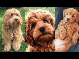 Cockapoo | Funny and Cute dog video compilation in 2025.