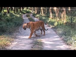 रॉयल बंगाल टाइगर मेरी आँखों के सामने | Royal Bengal Tiger | Bengal Safari Park Siliguri