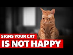 10 Signs Your Cat Is Unhappy You Shouldn't Ignore!