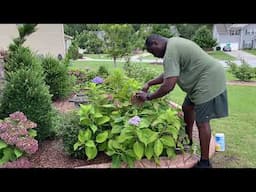 How to Prune Hydrangeas  // Oct 2024