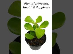 Keep these 10 plants at home for Money, health, luck and Happiness #shortvideo #youtubeshorts