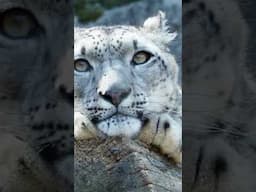 Snow Leopards