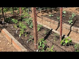 Planting Out Tomatoes and Peppers with Easy DIY Tomato Support | No Dig, Organic Gardening