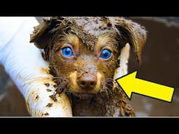 Man Saves A Puppy From Mud. After Cleaning It, He Realized! It’s Not A Puppy