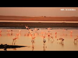 NAMIBIA |  Seals, Flamingos and the Easterly Weather | Pelican Point