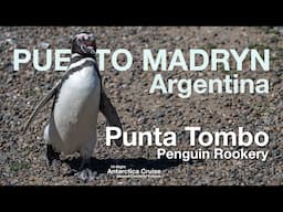 The Largest Colony of Magellanic Penguins! Puerto Madryn, Argentina. 14-Night Antarctica Cruise!