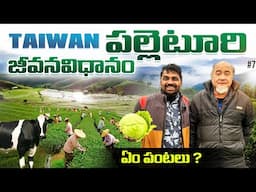 Daily Village Life | Farming | Cow 🐄 Farm In Changhua City Taiwan 🇹🇼 | Uma Telugu Traveller